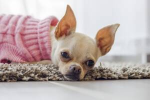 Söt chihuahua i rosa tröja. Ligger på en mjuk matta.